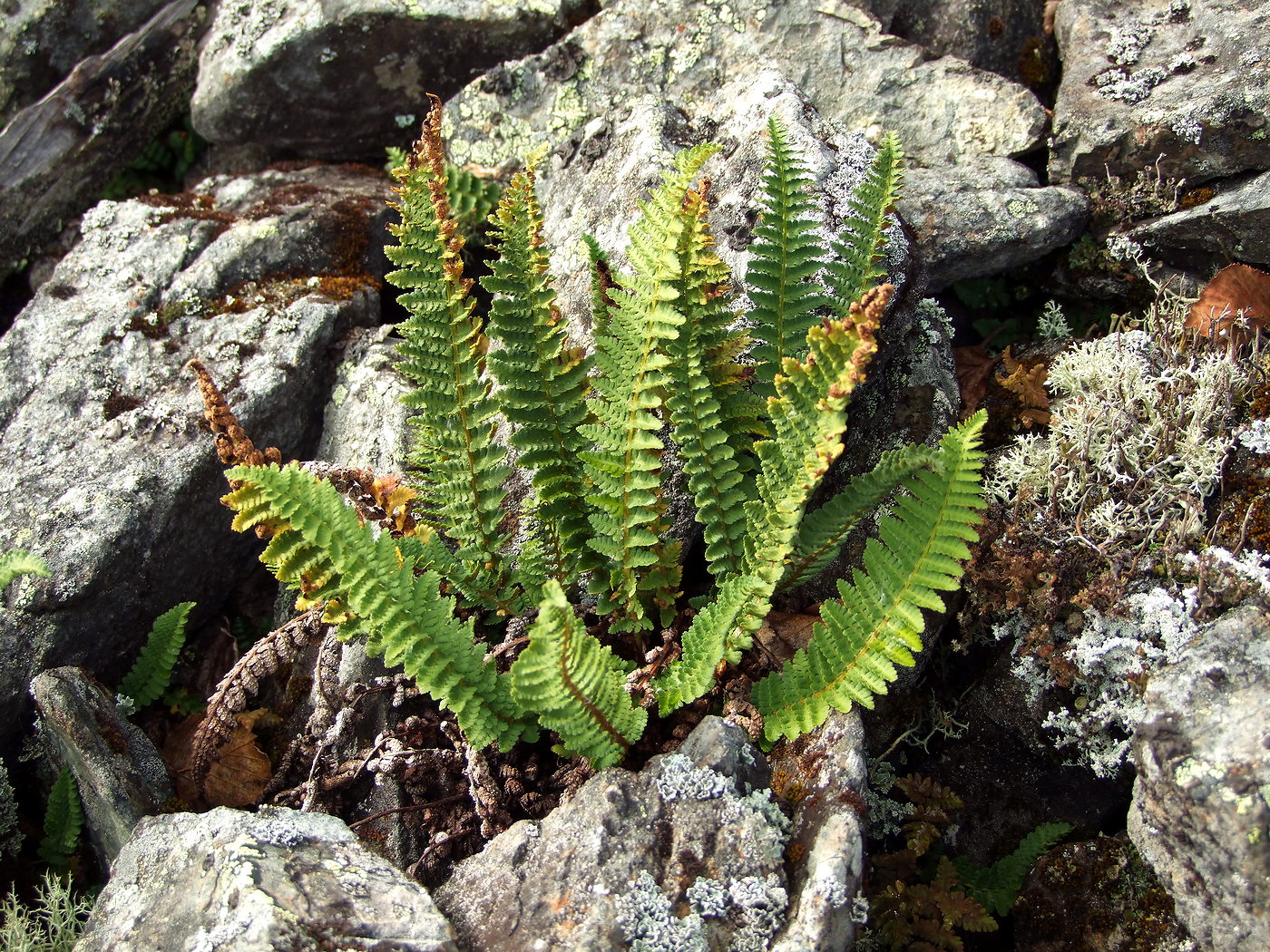 Image of Dryopteris fragrans specimen.