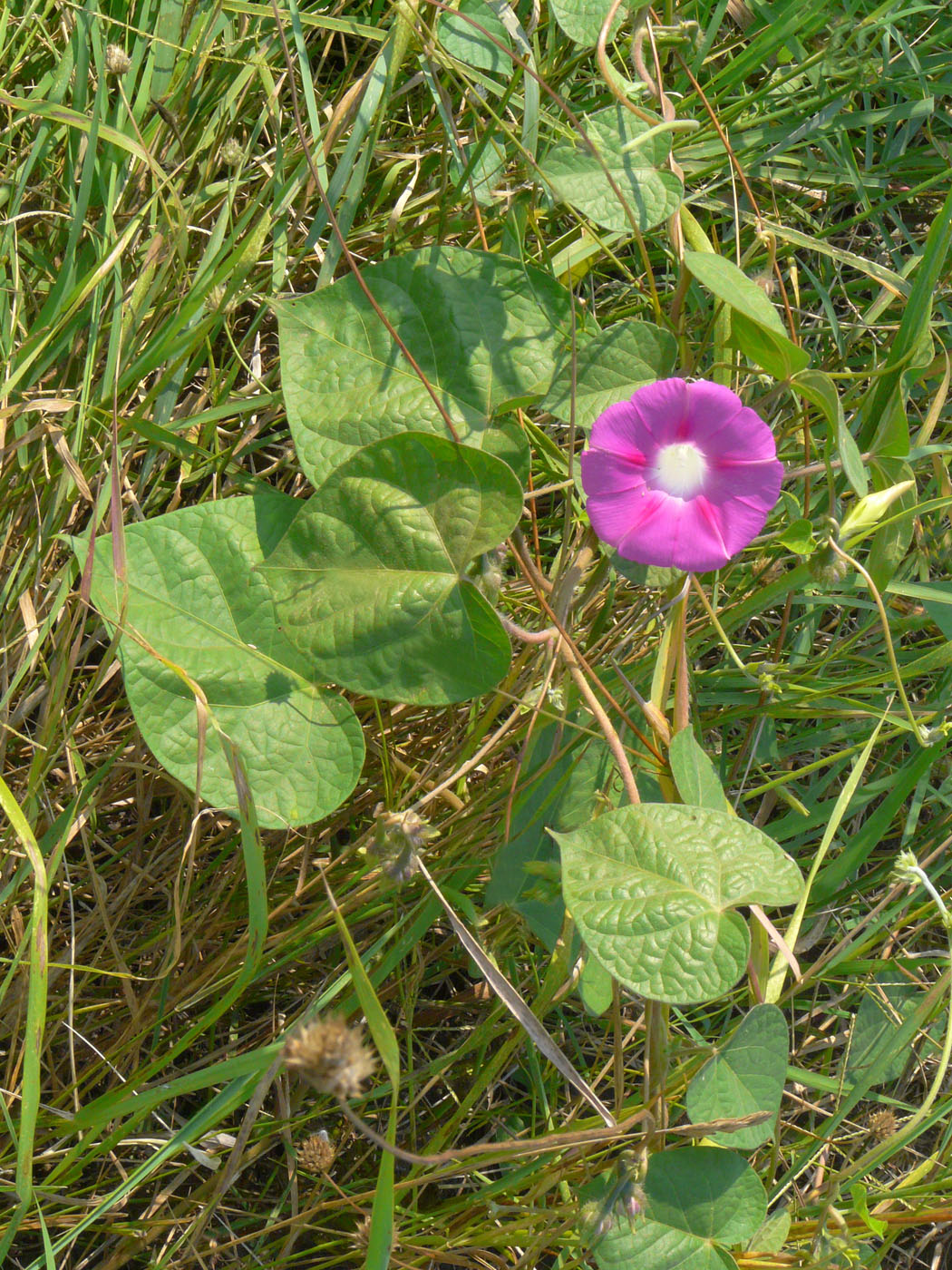 Image of Ipomoea purpurea specimen.