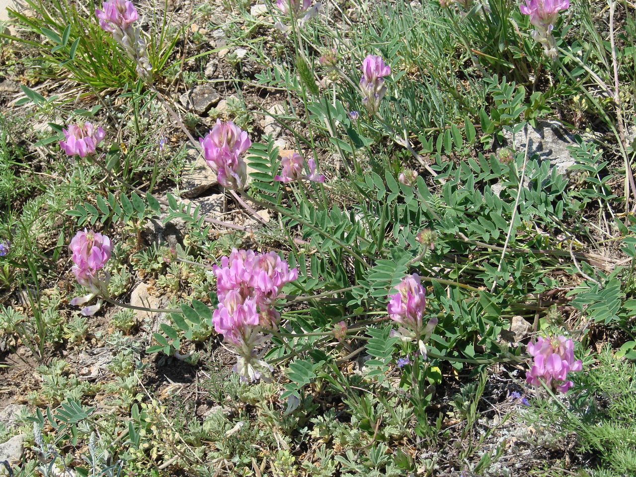Image of Hedysarum gmelinii specimen.
