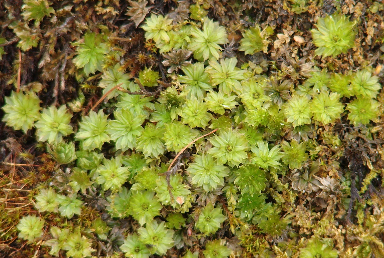 Изображение особи Rhodobryum ontariense.