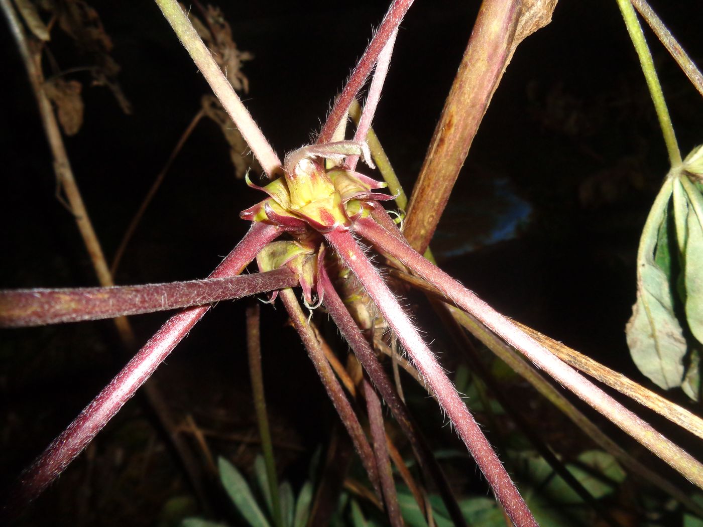 Image of Lupinus × regalis specimen.