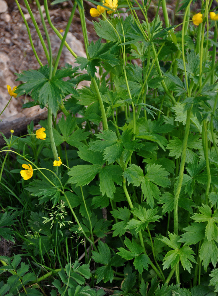 Image of Ranunculus grandifolius specimen.