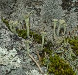 genus Cladonia
