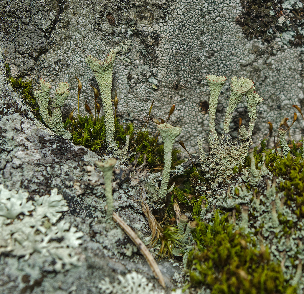 Изображение особи род Cladonia.