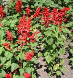 Salvia splendens