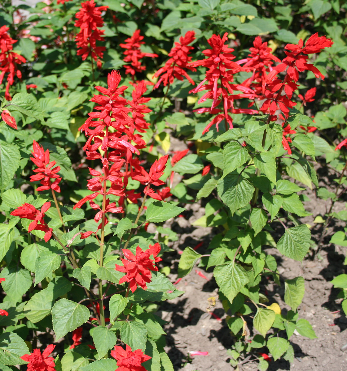 Image of Salvia splendens specimen.