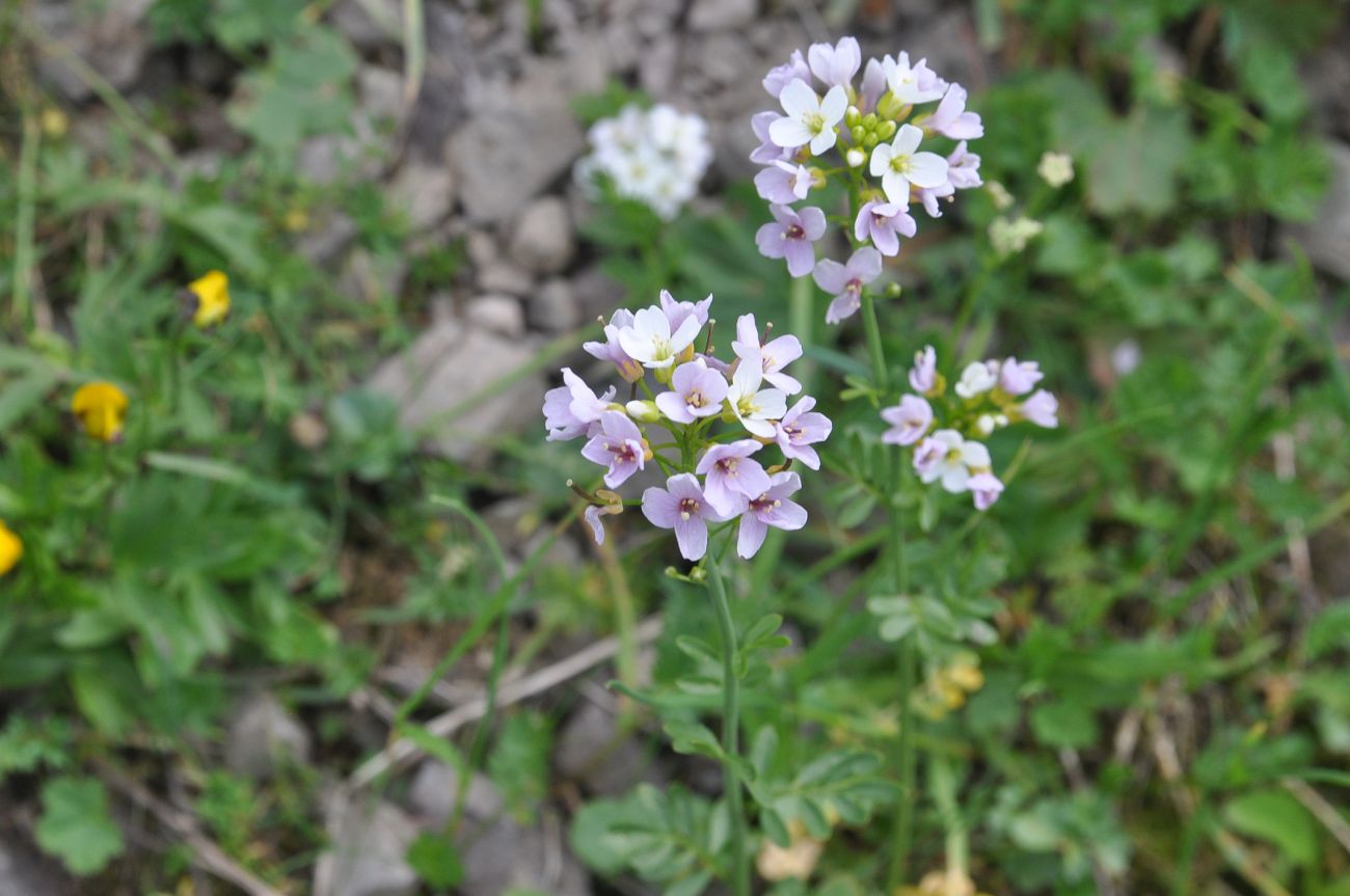 Изображение особи Cardamine uliginosa.