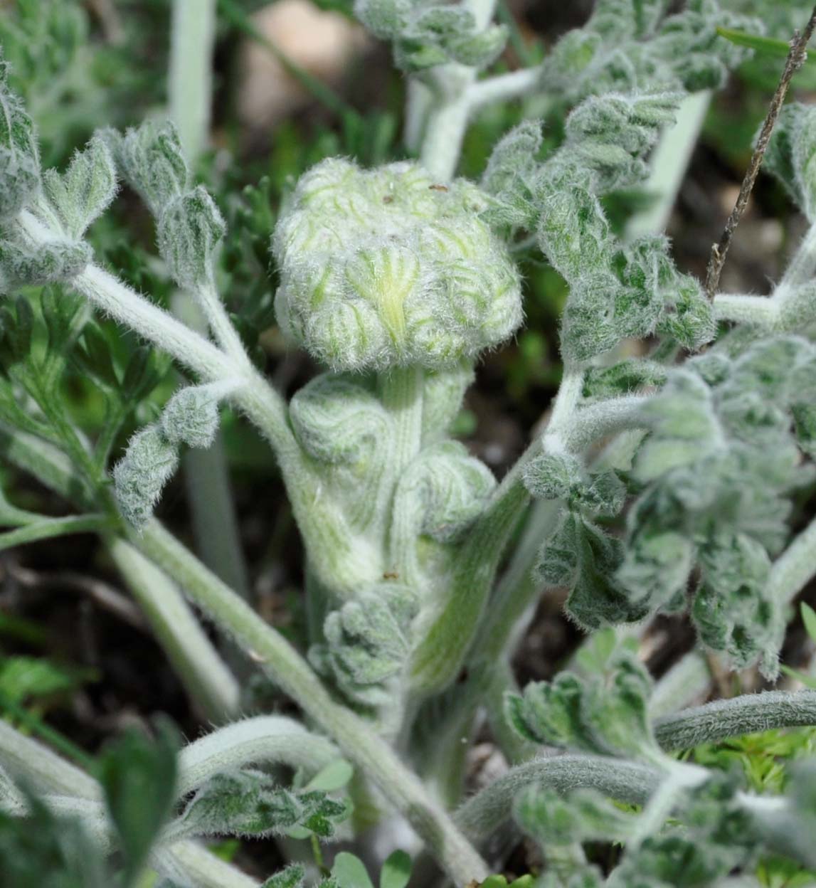 Image of Zosima absinthifolia specimen.