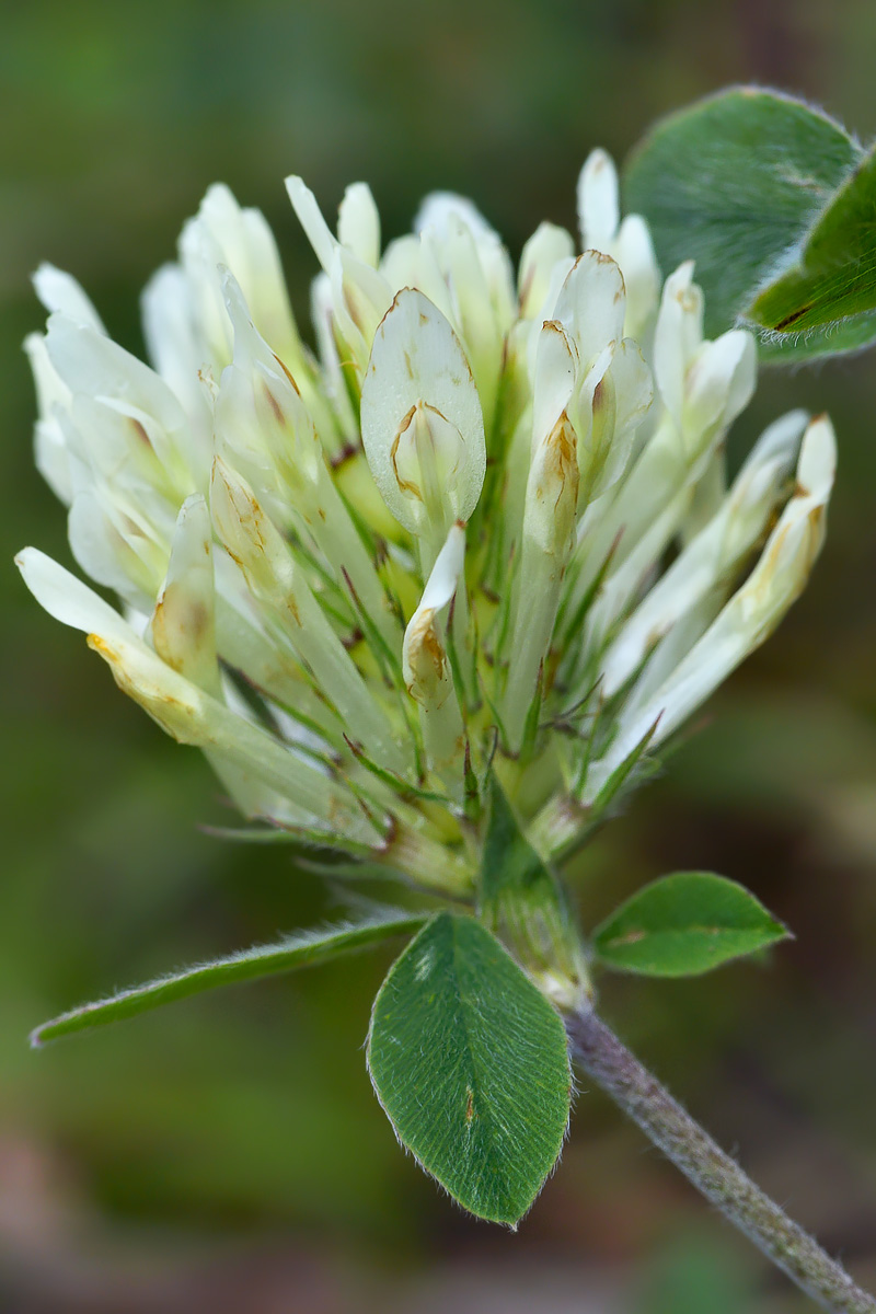 Изображение особи Trifolium canescens.