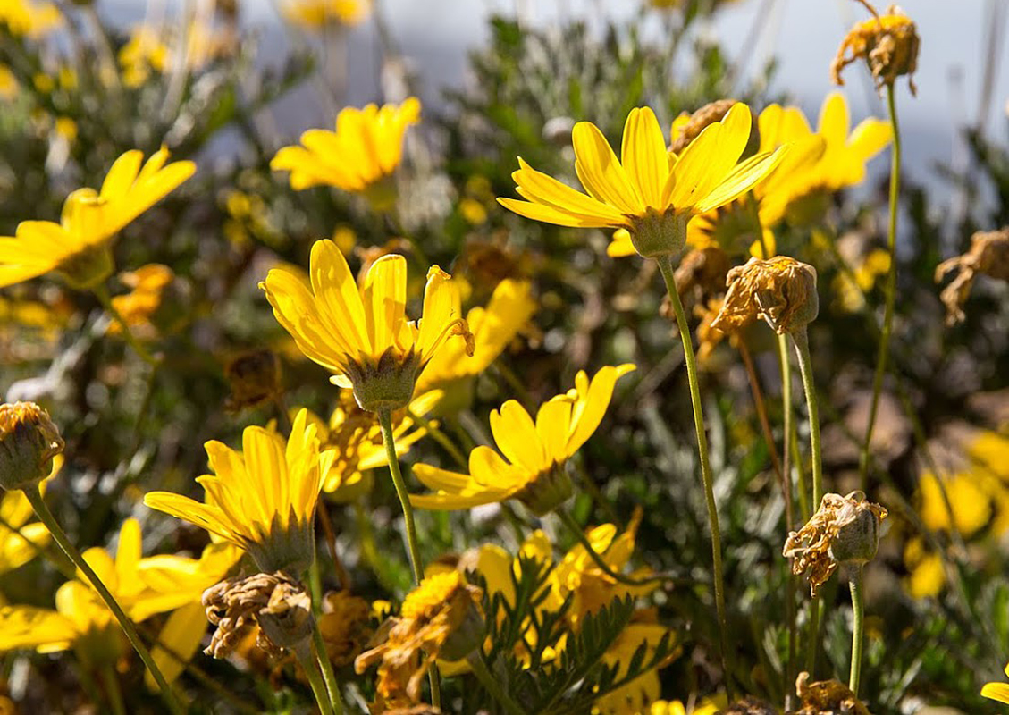 Image of Euryops pectinatus specimen.