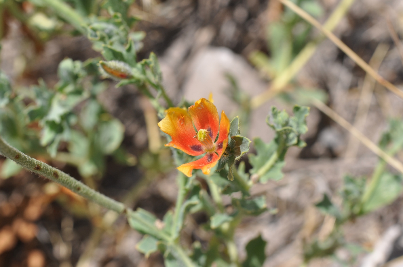 Image of Glaucium corniculatum specimen.