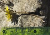 genus Taraxacum
