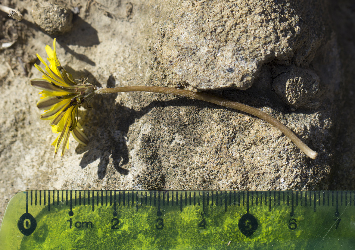 Image of genus Taraxacum specimen.