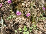 Primula cortusoides