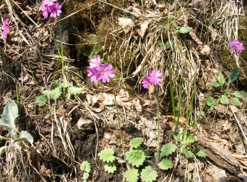 Image of Primula cortusoides specimen.