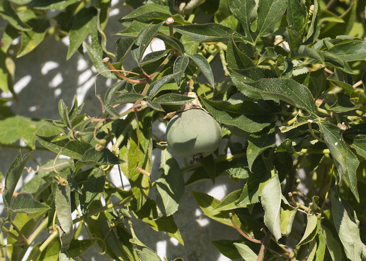 Image of Passiflora edulis specimen.