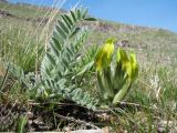 Astragalus xipholobus