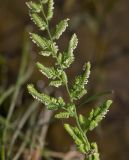 Beckmannia eruciformis