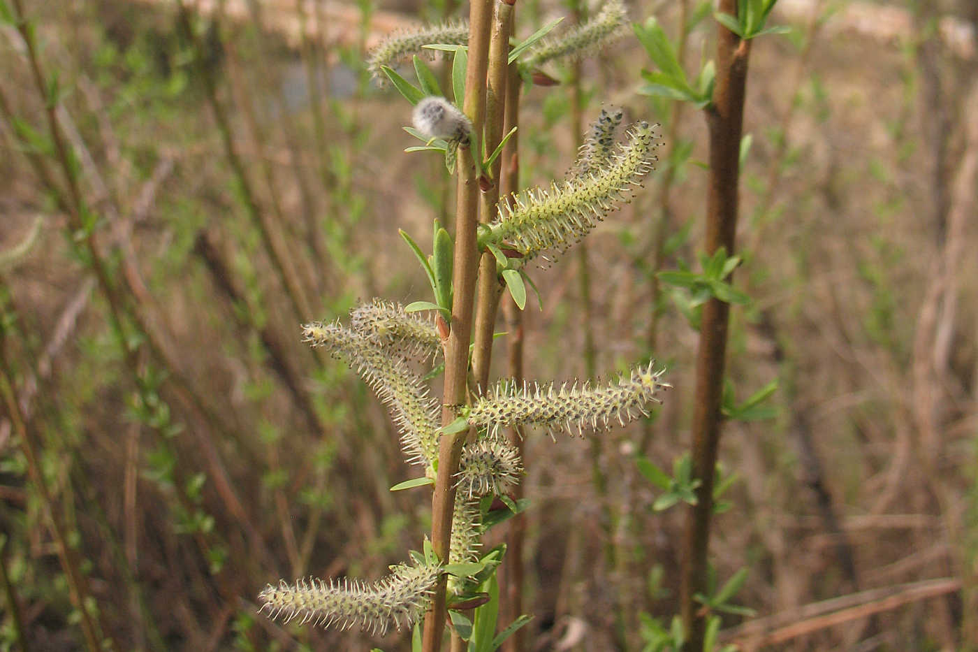 Image of Salix vinogradovii specimen.