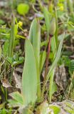 Tulipa biebersteiniana. Бутонизирующее растение. Башкортостан, Гафурийский р-н, долина р. Зилим, поляна у подножия скального массива Арташ. 2 мая 2019 г.