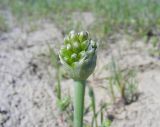 Allium tulipifolium