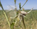 Image of taxon representative. Author is Татьяна Винокурова