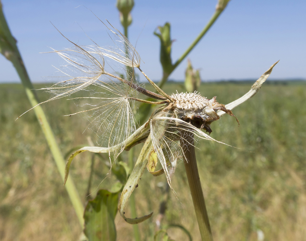 Image of Tragopogon dasyrhynchus specimen.