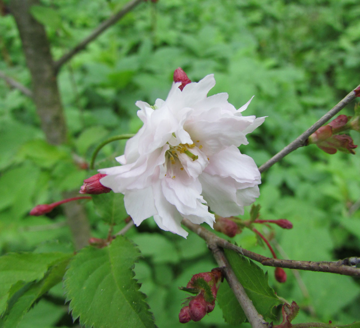 Image of Prunus incisa specimen.