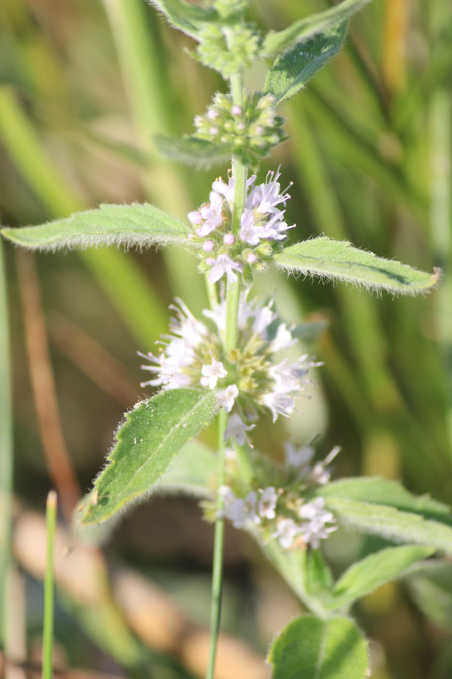 Image of Mentha arvensis specimen.