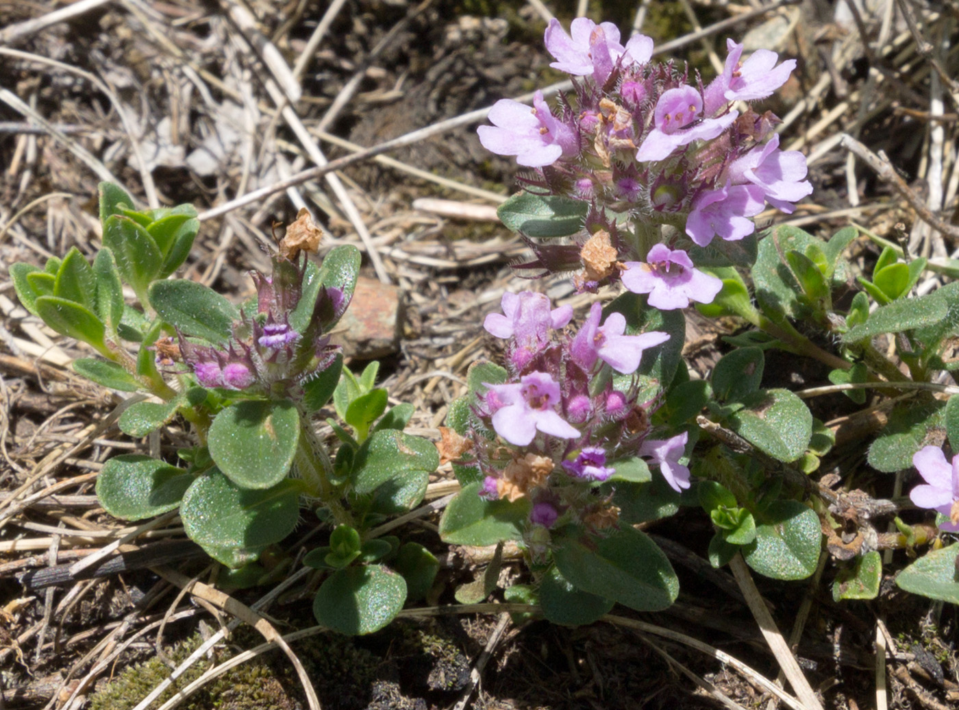 Изображение особи род Thymus.