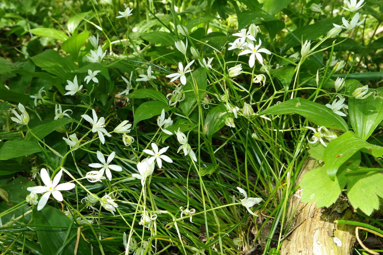 Image of Ornithogalum woronowii specimen.