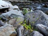 Stellaria fenzlii. Плодоносящее растение на берегу ручья среди камней. Магаданская обл., окр. г. Магадан, п-ов Старицкого, руч. Холодный. 23.07.2019.