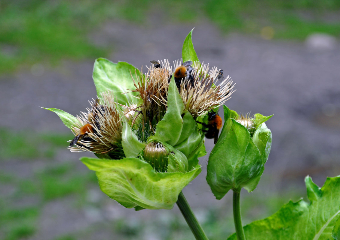Image of Cirsium oleraceum specimen.