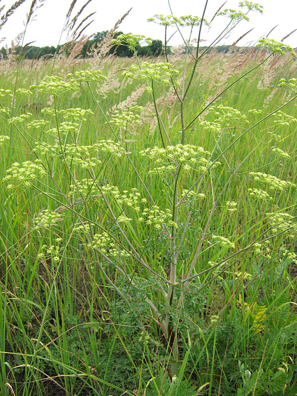 Изображение особи Xanthoselinum alsaticum.