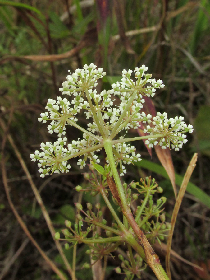 Изображение особи семейство Apiaceae.