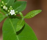 Rauvolfia tetraphylla