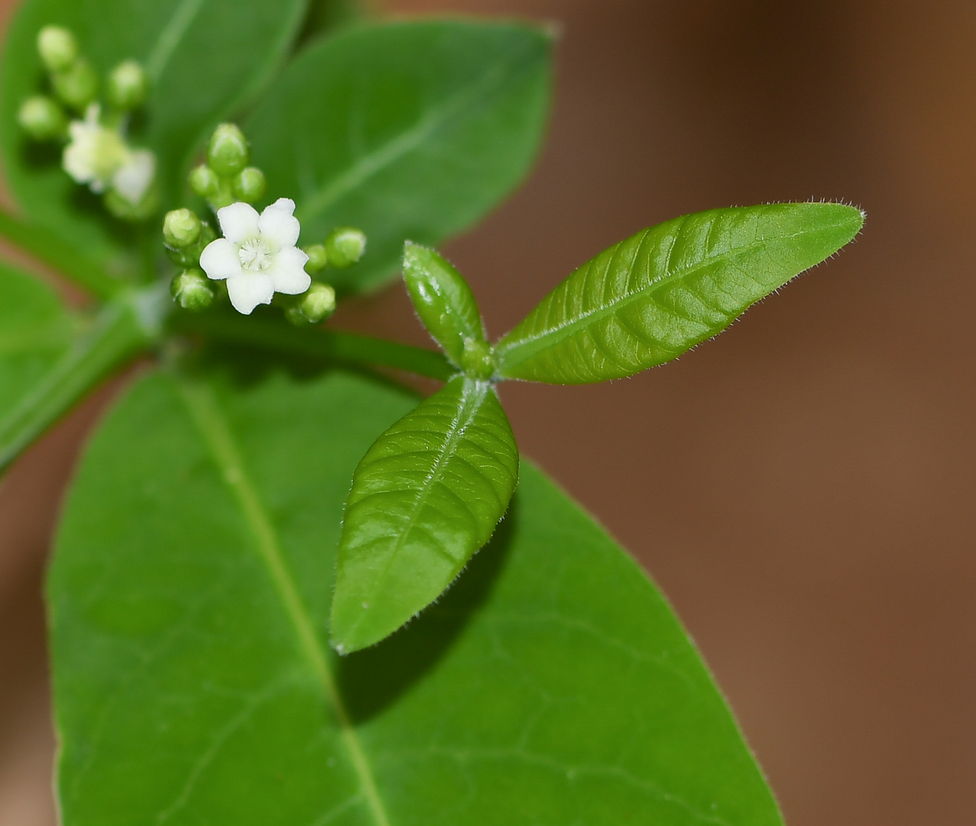 Image of Rauvolfia tetraphylla specimen.