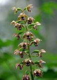 Epipactis helleborine. Верхушка соцветия. Челябинская обл., Верхнеуфалейский гор. округ, гора Аракуль, ≈ 500 м н.у.м., опушка березняка у подножия скал. 02.08.2019.