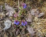 Pulmonaria mollis. Цветущее растение и сопревшие прошлогодние листья. Пермский край, Лысьвинский р-н, камень Великан, хвойный лес, подножие камня. 30.04.2019.