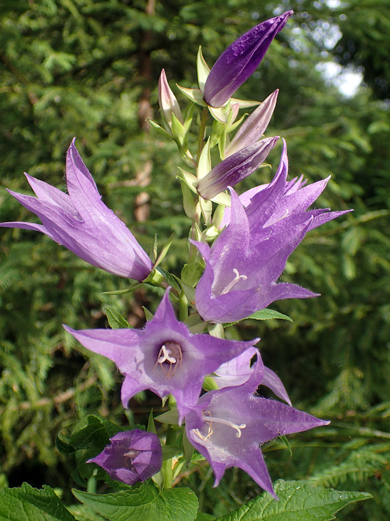 Image of Campanula latifolia specimen.