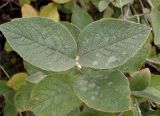 Viburnum lantana