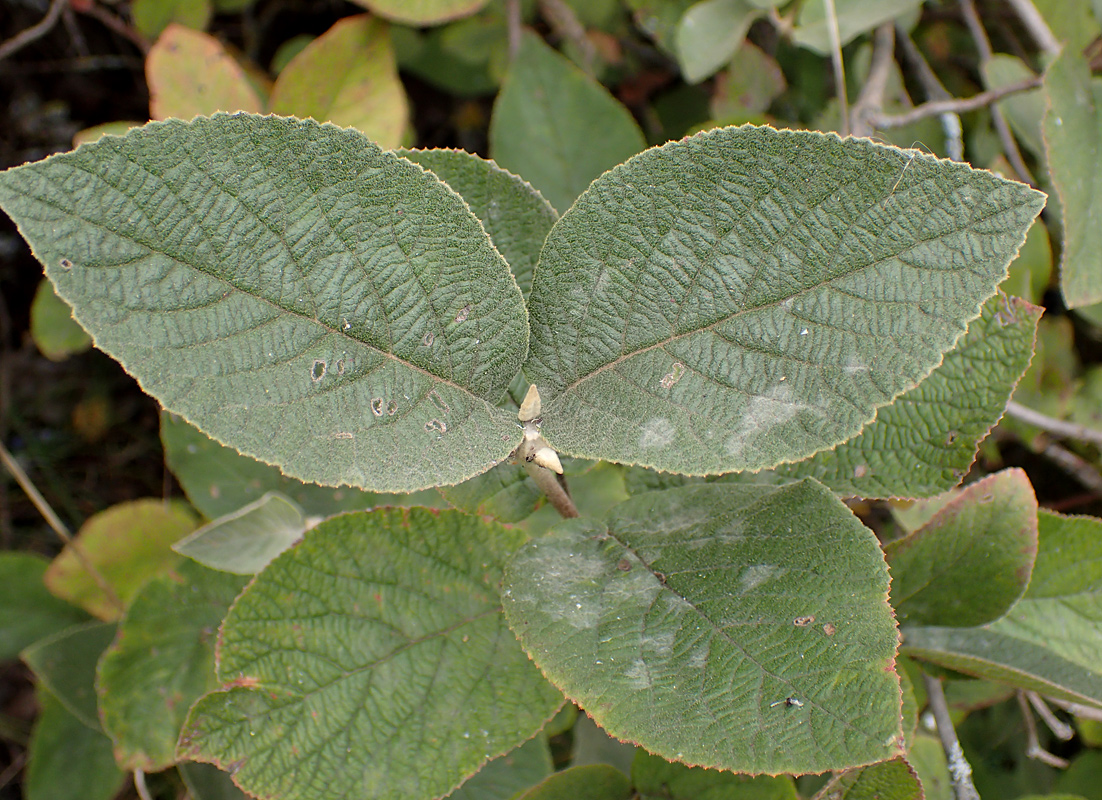 Image of Viburnum lantana specimen.