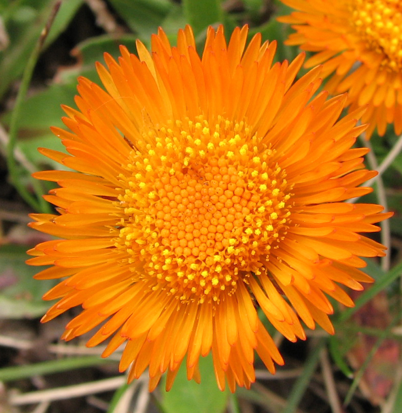 Image of Erigeron aurantiacus specimen.