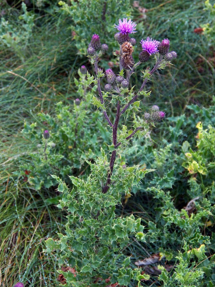 Изображение особи род Cirsium.