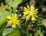 Picris japonica. Верхушка цветущего и плодоносящего растения. Сахалинская обл., Холмский р-н, перегон 77 км - Николайчук, на ж.-д. насыпи. 13.08.2019.