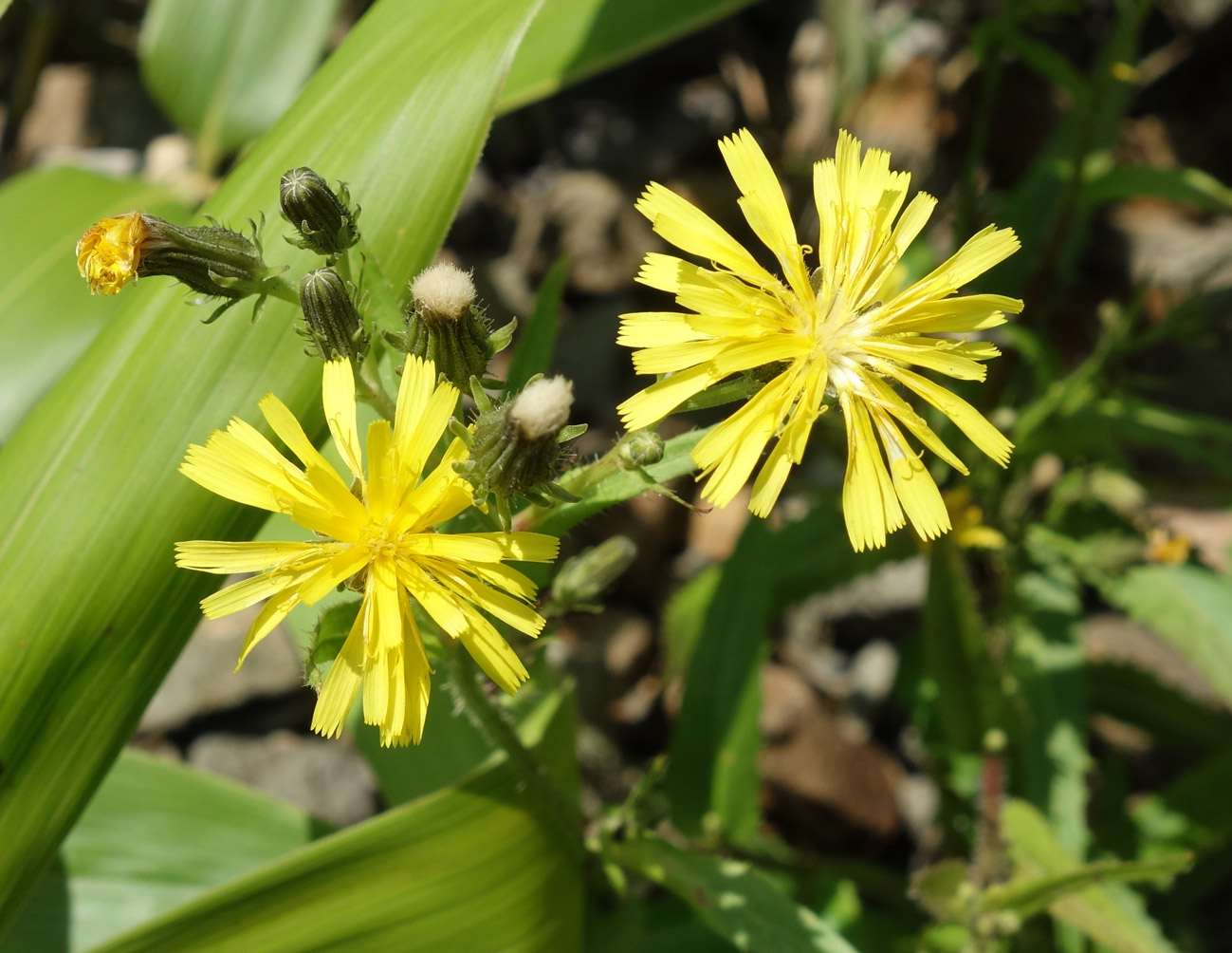 Image of Picris japonica specimen.