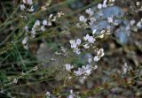 Astragalus puberulus