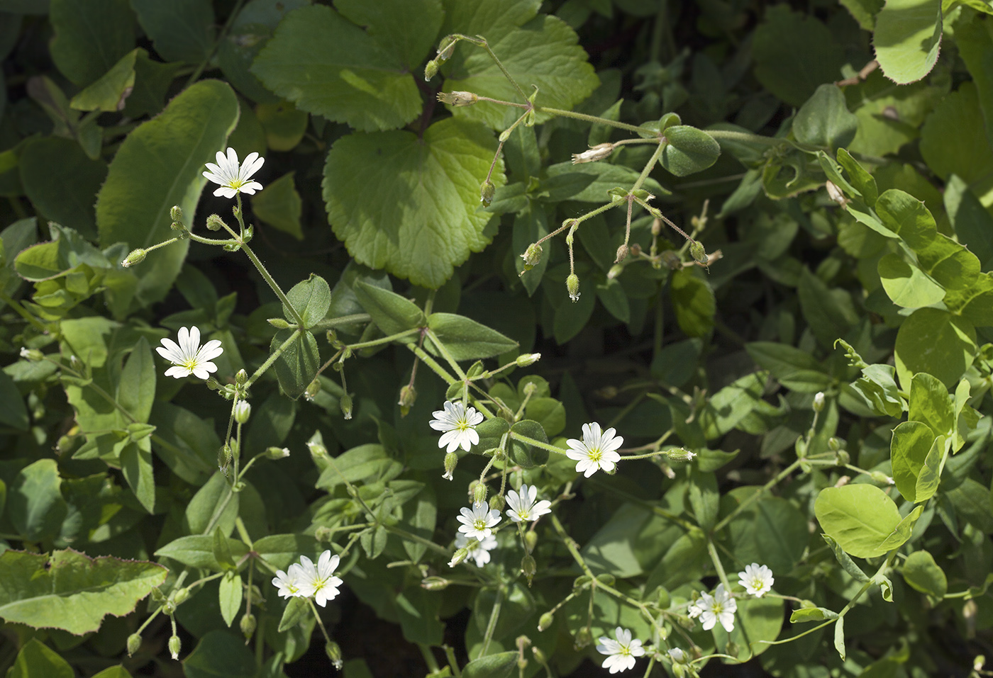 Изображение особи Cerastium fischerianum.