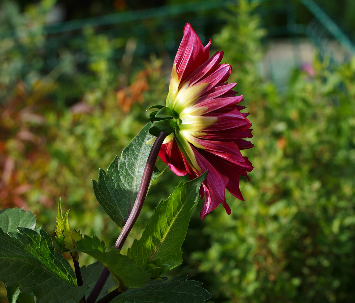 Изображение особи Dahlia pinnata.