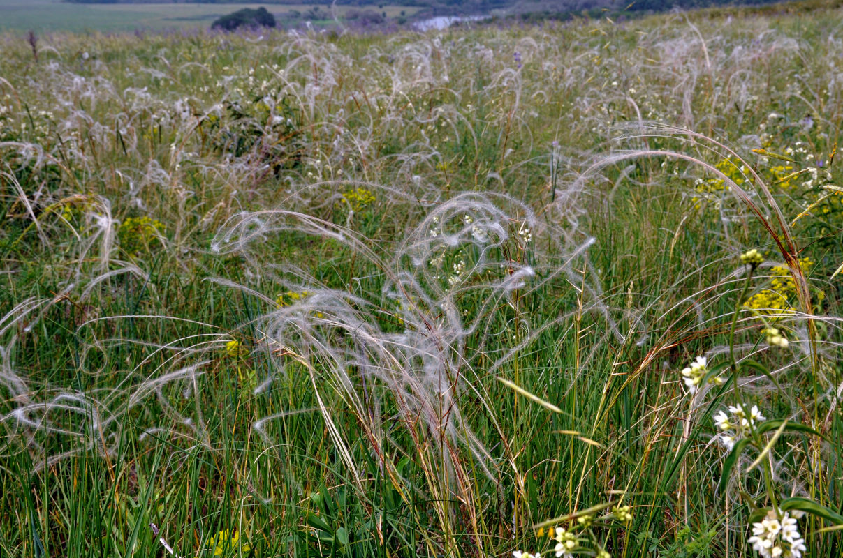 Изображение особи род Stipa.